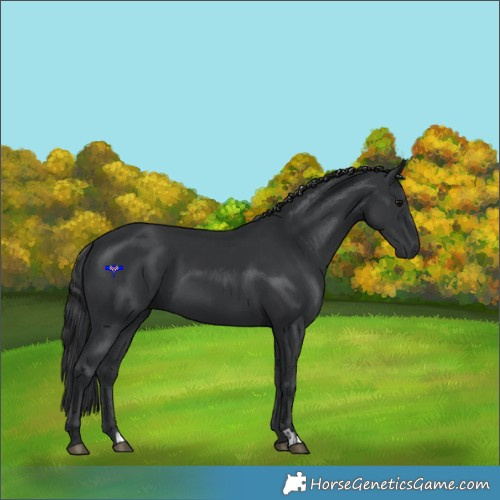 Horse Color:Black  and Black 