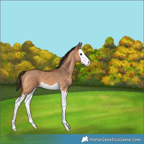 Horse Color:Bay Dun Splash Brindle 