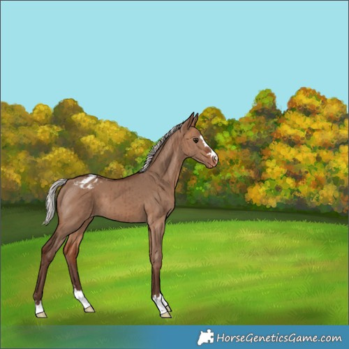 Horse Color:Silver Bay Dun Varnish Brindle 