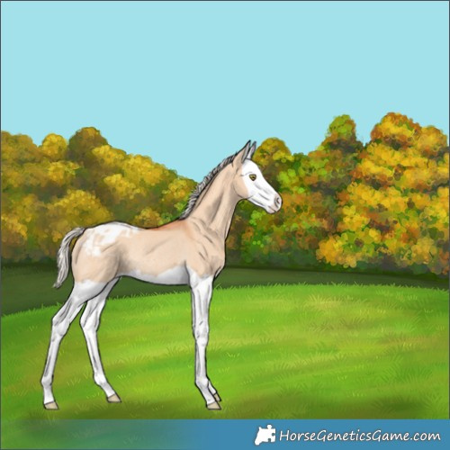 Horse Color:Silver Bay Dun Splash Appaloosa Rabicano 