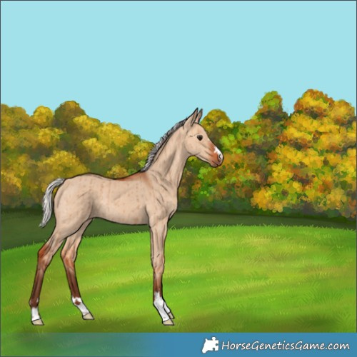 Horse Color:Silver Bay Dun Rabicano Brindle 