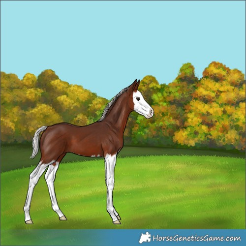 Horse Color:Silver Bay Splash 