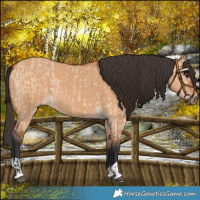 Horse Color:Bay Dun  and Bay Dun 