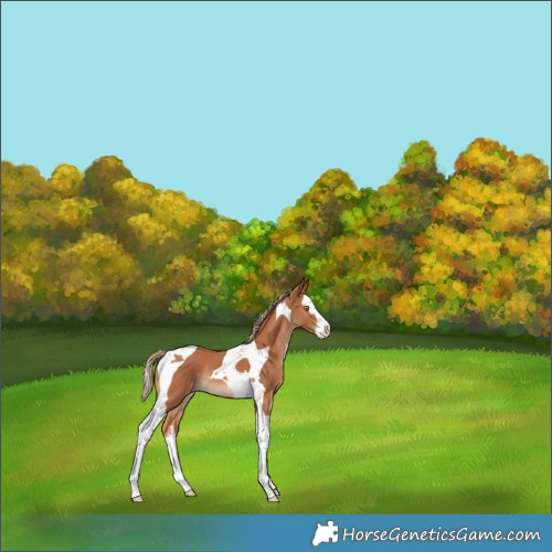 Horse Color:Chestnut Splash Tobiano Rabicano 