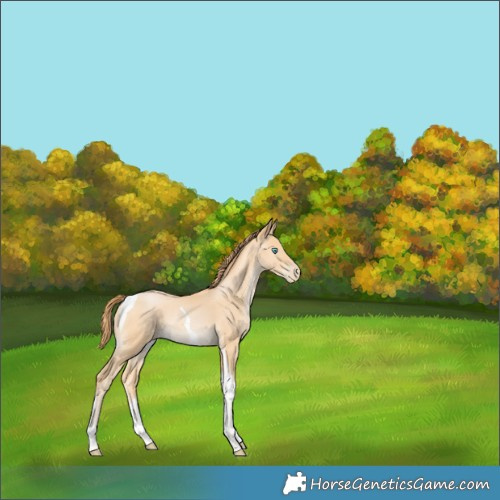 Horse Color:Buckskin Pearl Tobiano Rabicano 