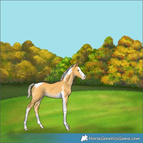Horse Color:Palomino Splash Tobiano 