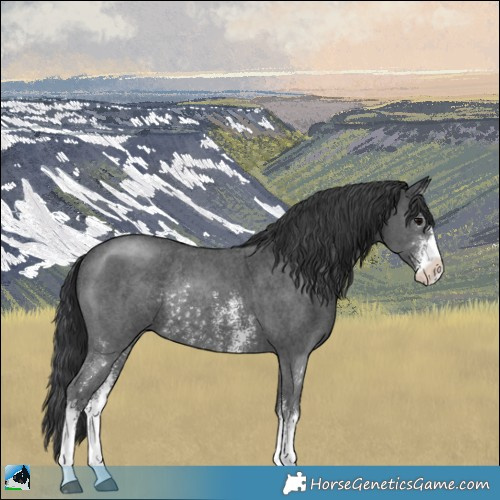 Horse Color:Black Sabino Rabicano 