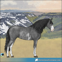 Horse Color:Black Sabino Rabicano