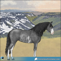 Horse Color:Black Sabino Rabicano