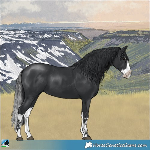Horse Color:Black Mushroom Splash