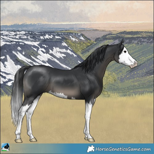 Horse Color:Black Splash