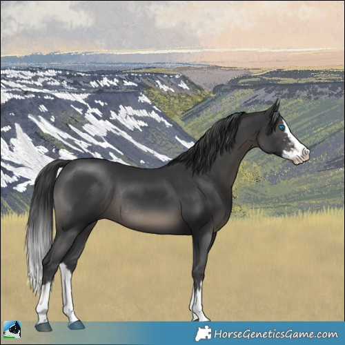 Horse Color:Black Sabino Splash Rabicano 