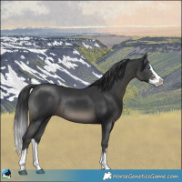 Horse Color:Black Sabino Splash Rabicano 
