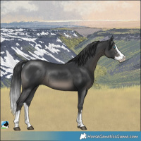 Horse Color:Black Sabino Splash Rabicano 