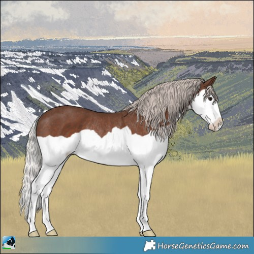 Horse Color:Silver Black Splash Rabicano