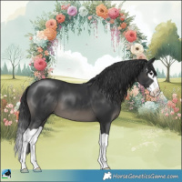 Horse Color:Black Splash