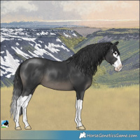 Horse Color:Black Splash 