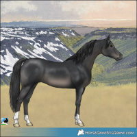 Horse Color:Black 
