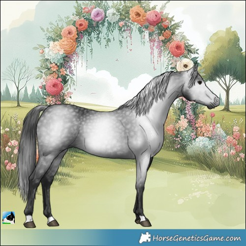 Horse Color:Gray Black Rabicano