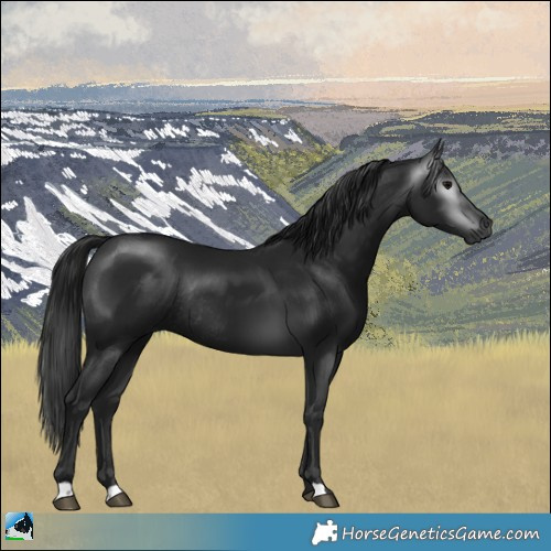 Horse Color:Gray Black Rabicano 