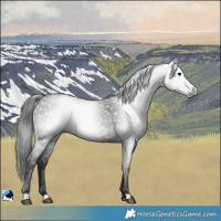 Horse Color:Gray Black Rabicano 