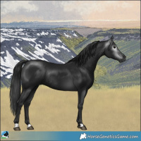 Horse Color:Gray Black Rabicano 
