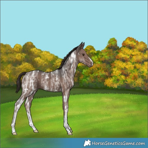 Horse Color:White Spotted Liver Chestnut Ice 