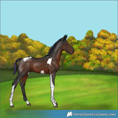 Horse Color:Painted Liver Chestnut Tobiano 