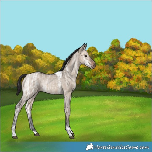 Horse Color:Bay Ice Dun Tobiano 
