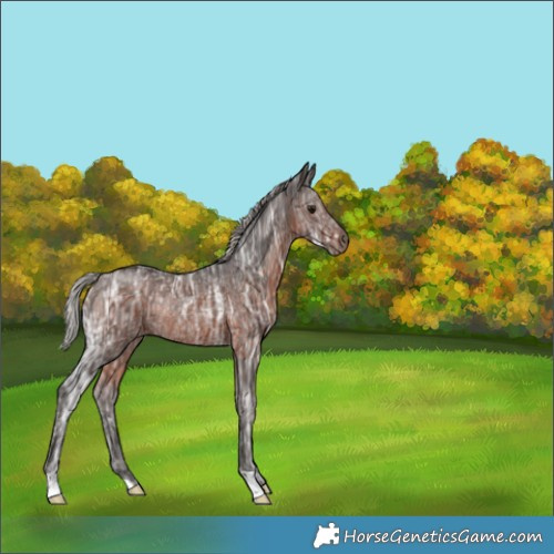 Horse Color:Silver Brown Ice Rabicano 