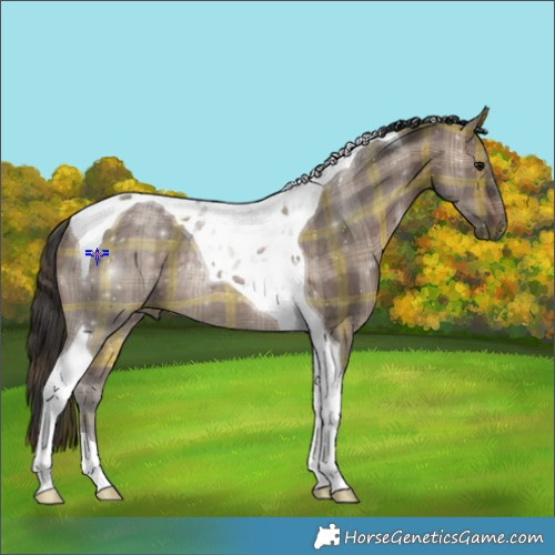 Horse Color:Plaid  Bay Dun Tobiano Rabicano 