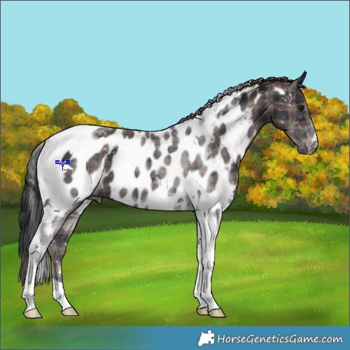 Horse Color:Plaid  Black Tobiano Near Leopard 