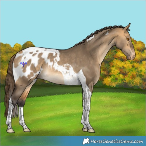Horse Color:Buckskin Dun Tobiano Blanket Rabicano 