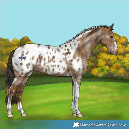 Horse Color:Plaid  Liver Red Dun Tobiano Appaloosa 