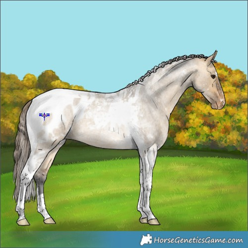 Horse Color:Buckskin Roan Dun Tobiano Blanket 