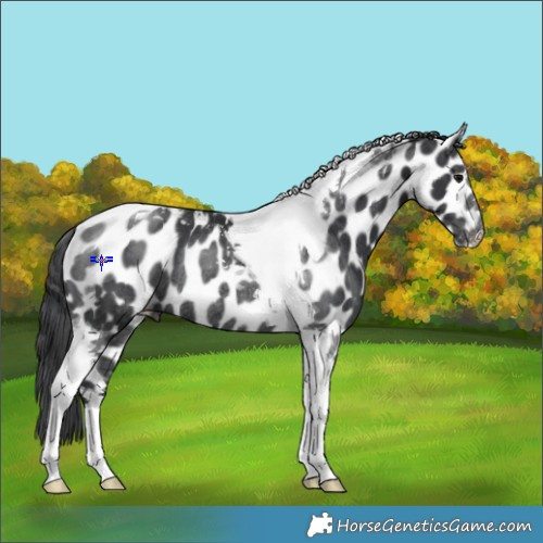 Horse Color:Black Tobiano Leopard Rabicano 