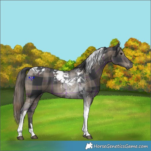Horse Color:Plaid  Black Tobiano 