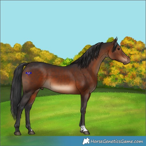 Horse Color:Brown 