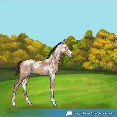 Horse Color:Amber Champagne Ice 