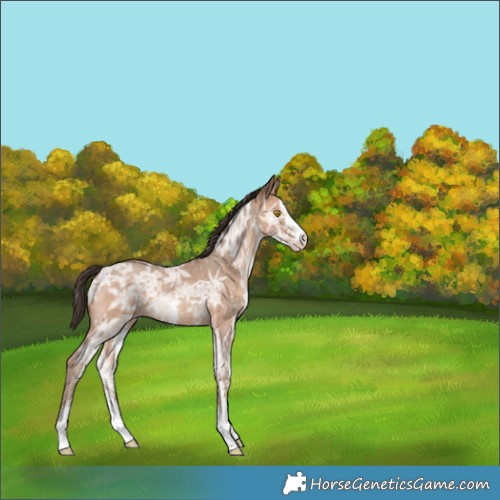 Horse Color:Sable Champagne Ice Sabino 