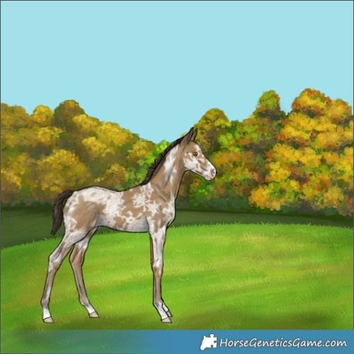 Horse Color:Classic Cream Champagne Ice 