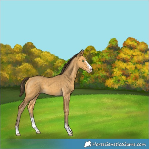Horse Color:Amber Cream Champagne 