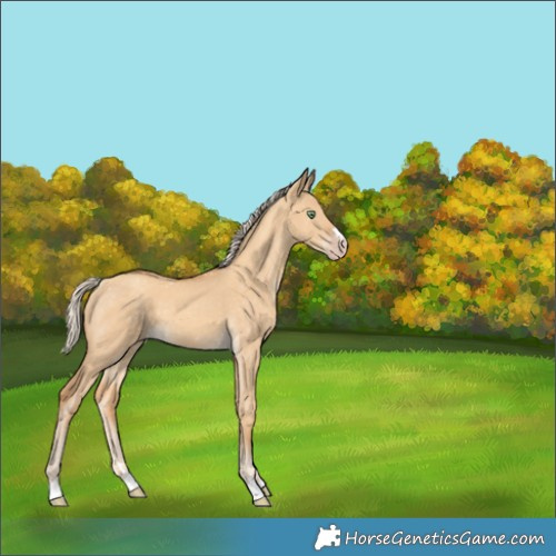 Horse Color:Gold Cream Champagne Dun 