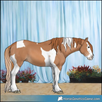 Horse Color:Chestnut Splash Tobiano