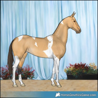 Horse Color:Buckskin Dun Tobiano