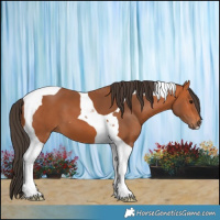 Horse Color:Bay Tobiano 