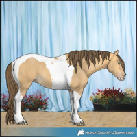 Horse Color:Amber Cream Champagne Tobiano 