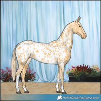 Horse Color:Palomino Tobiano Near Leopard 