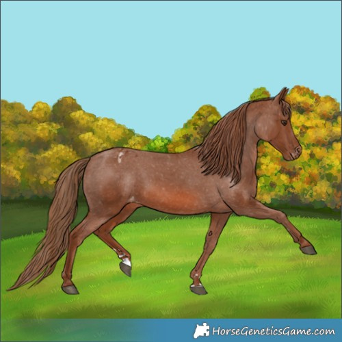 Horse Color:Chestnut Appaloosa 