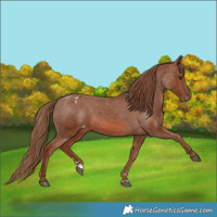 Horse Color:Chestnut Appaloosa